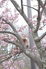 春の桜の木の上で桜の花びらを食べる猿