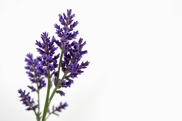 Obraz premium lavender flowers in a vase on a white background