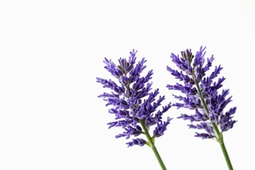 Fototapeta premium lavender flowers in a vase on a white background
