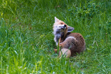 Portrait eines Rotfuchses	