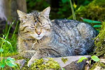 Europäische Wildkatze	