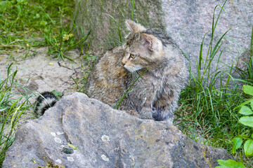 Europäische Wildkatze	