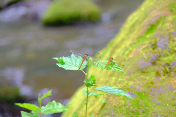 仲の良いトンボ