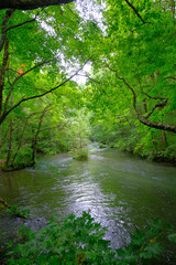大自然の中で流れる川