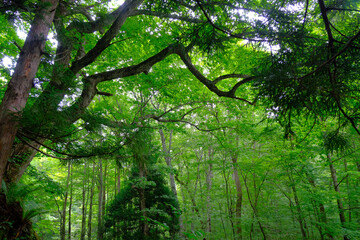 緑の大自然に包まれる