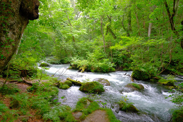大自然の中で流れる川