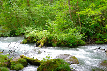 大自然の中で流れる川