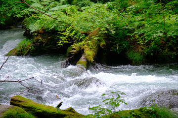 大自然の中で流れる川