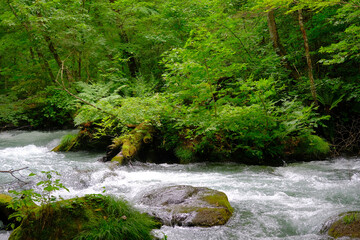 大自然の中で流れる川