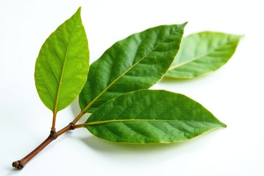 Isolated Gum Elemi Leaves on White Background, botanicals, nature, elemi bark