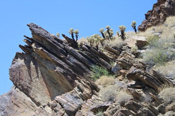 Kakteen und Felsen am Andreas Canyon in Palm Springs