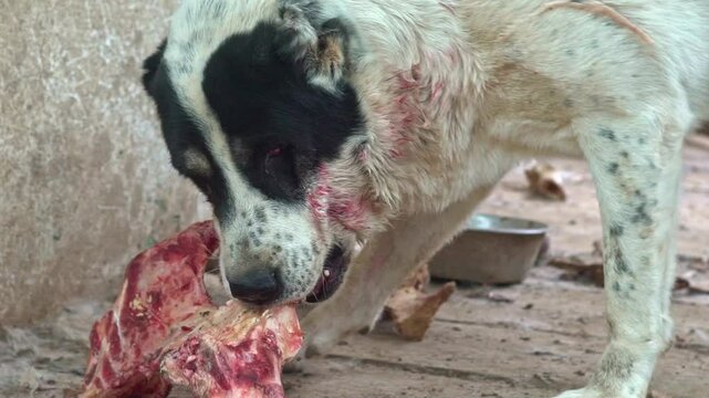 Dogs gnaw bones. Giant aggressive dog chewing bone. Kangal big dangerous dog eating. Security guardian dog. Close up on portrait of dog bloody mouth. Angry doggy eating meat.