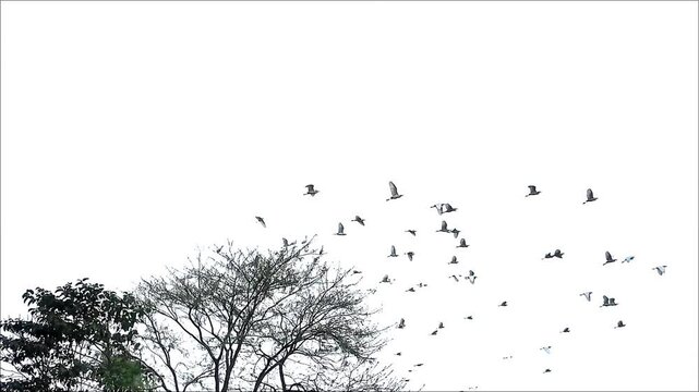 A flock of birds in flight suddenly flies from a leafless tree, crossing the sky.