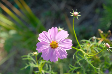 風に揺れるコスモス