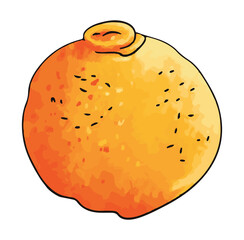 Fresh orange fruit healthy food vector illustration