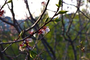 close up of tree in bloom. hello spring