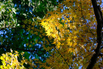 黄金に染まる日本の秋