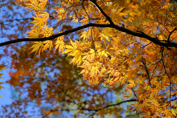 黄金に染まる日本の秋