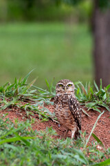 burrowing owl - athene