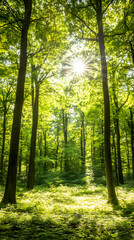Fototapeta premium Sunlit Beech Forest, Spring (1)