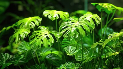 Lush green Monstera leaves basking in sunlight, creating a vibrant indoor jungle atmosphere