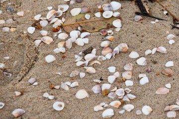 Shells on the sand of a beach in Rio de Janeiro.