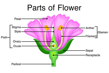 Parts of flower biological diagram. Vector illustration.