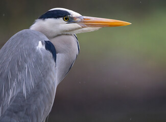 Grey heron (Ardea cinerea) close-up detail portrait in front of blurred background.