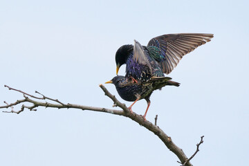 Common starlings mating (Sturnus vulgaris). Male and female birds mating