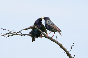 Common starlings mating (Sturnus vulgaris). Male and female birds mating