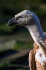 Griffon vulture in head detail.
