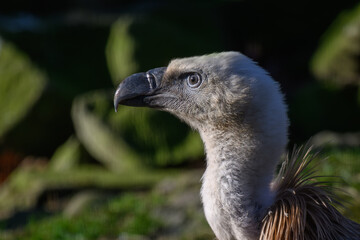 Griffon vulture in head detail.
