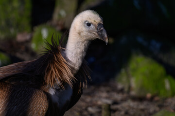 Griffon vulture in head detail.

