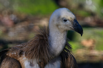 Griffon vulture in head detail.
