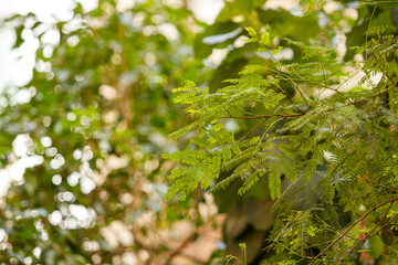 details of green leaves outdoors in Rio de Janeiro.