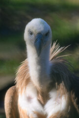 Griffon vulture in head detail blurred.
