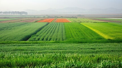 Obraz premium Vibrant fields of green and orange stretch across a serene landscape under a hazy sky