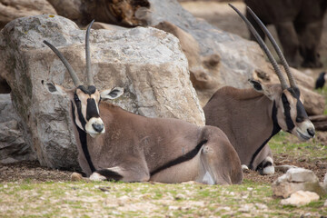 oryx beisa couchée sur le sol