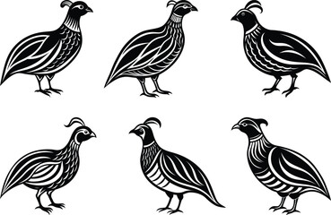 Quail silhouette set vector illustration design, Beautiful Quail line art vector