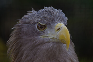 Sea eagle in head detail.
