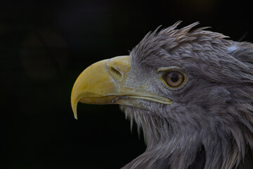 Sea eagle in head detail.

