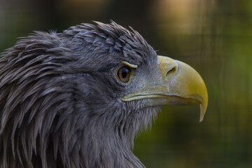 Sea eagle in head detail.
