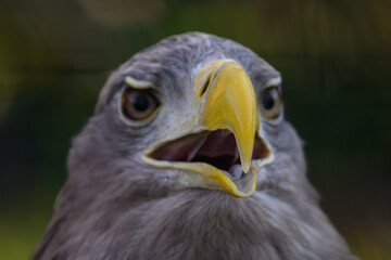Sea eagle in close-up on the head with focus on the beak.
