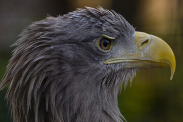 Sea eagle in head detail.
