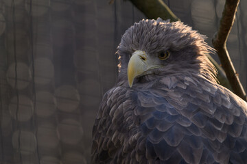 Sea eagle in head detail.
