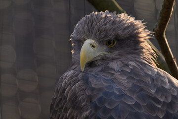 Sea eagle in head detail.
