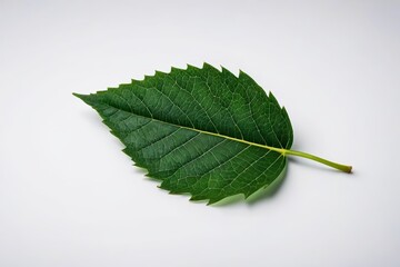 Obraz premium there is a leaf that is laying on a white surface