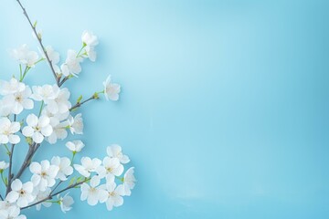 Cherry tree branch blooming with white flowers on a light blue background with copy space