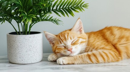 Ginger kitten sleeping peacefully next to a houseplant on a marble table