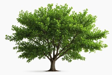 Obraz premium a close up of a tree with green leaves on a white background